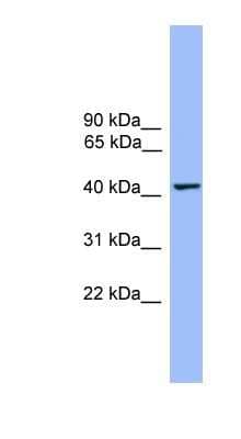 Western Blot: THEG Antibody [NBP1-79692] - Human Heart lysate, concentration 0.2-1 ug/ml.