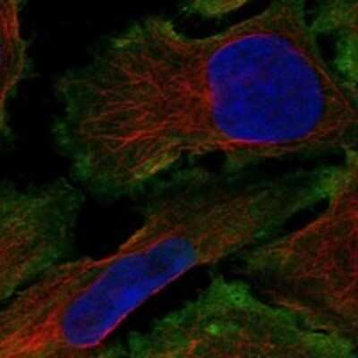 Immunocytochemistry/Immunofluorescence: THEGL Antibody [NBP3-17630] - Staining of human cell line U-2 OS shows localization to plasma membrane.