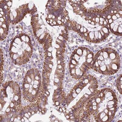 Immunohistochemistry: THEGL Antibody [NBP2-49543] - Staining of human colon shows strong granular cytoplasmic positivity in glandular cells.