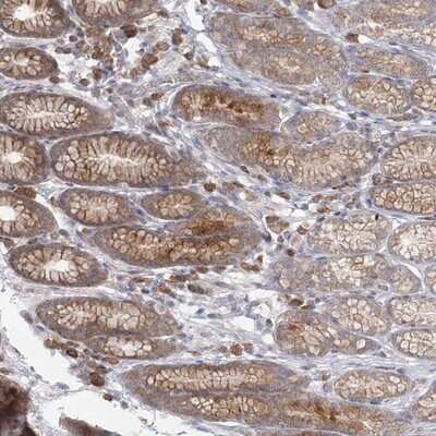 Immunohistochemistry-Paraffin: THNSL1 Antibody [NBP1-82130] - Staining of human stomach shows moderate cytoplasmic positivity in glandular cells.