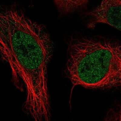 Immunocytochemistry/ Immunofluorescence THOC3 Antibody - BSA Free