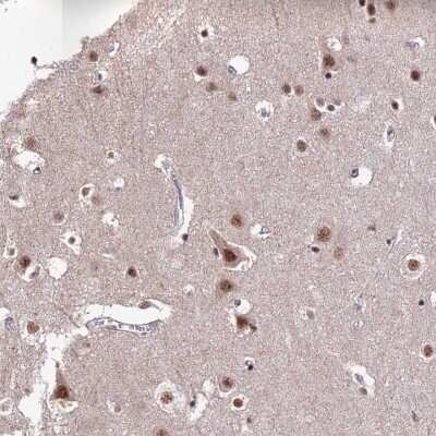 Immunohistochemistry-Paraffin THOC7 Antibody - BSA Free