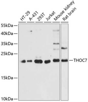 Western Blot: THOC7 Antibody [NBP2-94618] - Analysis of extracts of various cell lines, using THOC7 at 1:3000 dilution. Secondary antibody: HRP Goat Anti-Rabbit IgG (H+L) at 1:10000 dilution. Lysates/proteins: 25ug per lane. Blocking buffer: 3% nonfat dry milk in TBST. Detection: ECL Basic Kit . Exposure time: 60s.