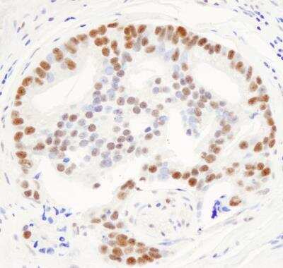 Immunohistochemistry-Paraffin THRAP3 Antibody