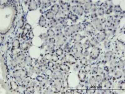 Immunohistochemistry-Paraffin: THRSP Antibody (2F8) [H00007069-M01] - Analysis of monoclonal antibody to THRSP on formalin-fixed paraffin-embedded human salivary gland. Antibody concentration 3 ug/ml.