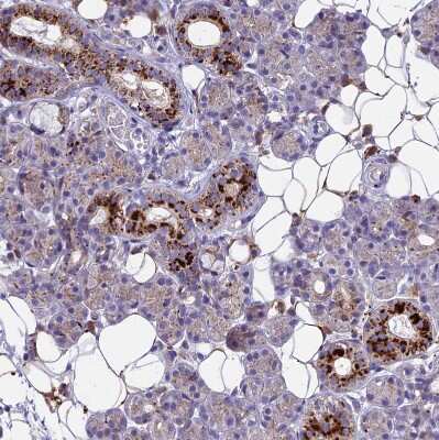 Immunohistochemistry-Paraffin: THRSP Antibody [NBP1-81290] - Staining of human salivary gland shows moderate cytoplasmic positivity in glandular cells and adipocytes.