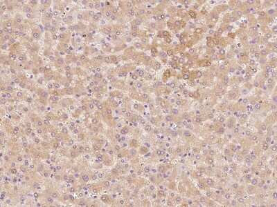 Immunohistochemistry-Paraffin: THRSP Antibody [NBP2-98508] - Immunochemical staining of human THRSP in human liver with rabbit polyclonal antibody at 1:500 dilution, formalin-fixed paraffin embedded sections.