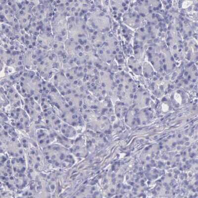 Immunohistochemistry-Paraffin: THSD7A Antibody [NBP1-93612] - Staining of human pancreas shows no positivity in exocrine glandular cells as expected.
