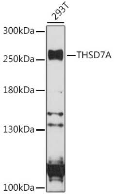 Western Blot: THSD7A Antibody [NBP2-94728] - Analysis of extracts of 293T cells, using THSD7A at 1:1000 dilution.Secondary antibody: HRP Goat Anti-Rabbit IgG (H+L) at 1:10000 dilution.Lysates/proteins: 25ug per lane.Blocking buffer: 3% nonfat dry milk in TBST.Detection: ECL Basic Kit .Exposure time: