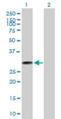 Western Blot: THTPA Antibody [H00079178-B01P] - Analysis of THTPA expression in transfected 293T cell line by THTPA polyclonal antibody.  Lane 1: THTPA transfected lysate(25.3 KDa). Lane 2: Non-transfected lysate.