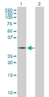 Western Blot: THTPA Antibody [H00079178-D01P] - Analysis of THTPA expression in transfected 293T cell line by THTPA polyclonal antibody.Lane 1: THTPA transfected lysate(25.60 KDa).Lane 2: Non-transfected lysate.