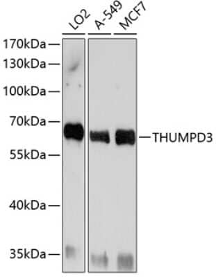 Western Blot THUMPD3 Antibody - BSA Free