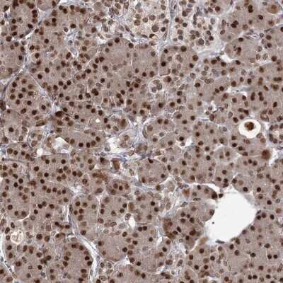 Immunohistochemistry: THYN1 Antibody [NBP2-32645] - Staining of human pancreas shows strong nuclear positivity in exocrine glandular cells.