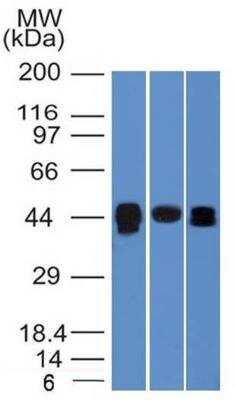 Western Blot: TIA1 Antibody (TIA1/1313) [NBP2-47642] - Analysis of HepG2, PC3 and HeLa Cell Lysates with   TIA1 Monoclonal Antibody (TIA1/1313).