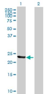 Western Blot: TIA1 Antibody [H00007072-B01P] - Analysis of TIA1 expression in transfected 293T cell line by TIA1 polyclonal antibody.  Lane 1: TIA1 transfected lysate(23.54 KDa). Lane 2: Non-transfected lysate.