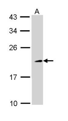 Western Blot: TIA1 Antibody [NBP1-33452] - Sample (30 ug of whole cell lysate) A: 293T 12% SDS PAGE; antibody diluted at 1:1000.