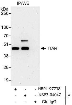 <b>Independent Antibodies Validation. </b>Immunoprecipitation: TIAL1 Antibody [NBP2-04047] - Samples:  Whole cell lysate (1 mg for IP, 20% of IP loaded) from HeLa cells.  Antibodies: Affinity purified rabbit anti-TIAR antibodyNBP1-97738 used for IP at 6 ug/mg lysate.  TIAR was also immunoprecipitated by rabbit anti-TIAR antibody NBP2-04047, which recognizes a downstream epitope.  For blotting immunoprecipitated TIAR, NBP2-04047 was used at 1 ug/ml.  Detection: Chemiluminescence with an exposure time of 30 seconds.