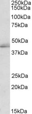 Western Blot TIAL1 Antibody