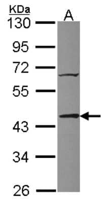 Western Blot: TIAL1 Antibody [NBP2-20631] - Sample (30 ug of whole cell lysate) A: HCT116 12% SDS PAGE gel, diluted at 1:1000.