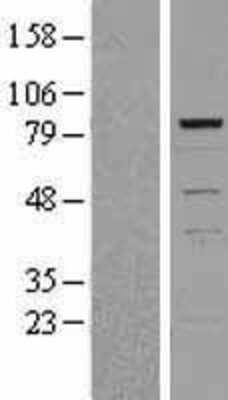 Western Blot TIAL1 Overexpression Lysate