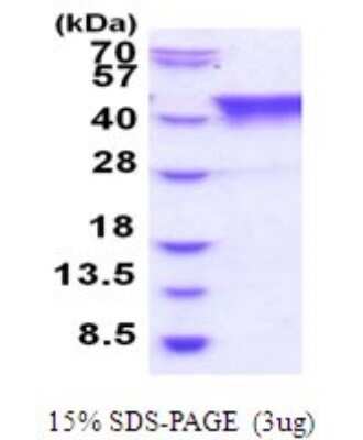 SDS-PAGE Recombinant Human TIAL1 His Protein