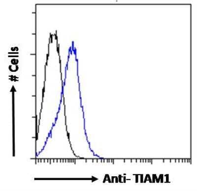 Flow Cytometry TIAM1 Antibody