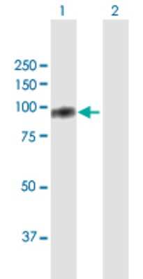 Western Blot: TIAM2 Antibody [H00026230-B01P] - Analysis of TIAM2 expression in transfected 293T cell line by TIAM2 polyclonal antibody.  Lane 1: TIAM2 transfected lysate(68.86 KDa). Lane 2: Non-transfected lysate.