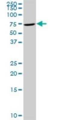 Western Blot: TIAM2 Antibody [H00026230-D01P] - Analysis of TIAM2 expression in K-562.