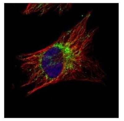 Immunocytochemistry/Immunofluorescence: TID1 Antibody [NBP2-20633] - Confocal immunofluorescence analysis of methanol-fixed HeLa, using TID1 antibody (Green) at 1:500 dilution. Alpha-tubulin filaments are labeled with Alpha-tubulin antibody (Red) at 1:2000.