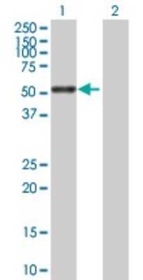 Western Blot: TID1 Antibody [H00009093-B01P] - Analysis of DNAJA3 expression in transfected 293T cell line by DNAJA3 polyclonal antibody.  Lane 1: DNAJA3 transfected lysate(52.8 KDa). Lane 2: Non-transfected lysate.