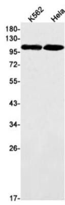 Western Blot: TIF1 alpha Antibody (S09-3G6) [NBP3-19977] - Western blot detection of TIF1 alpha in K562, Hela cell lysates using NBP3-19977 (1:1000 diluted). Predicted band size: 117kDa. Observed band size: 117kDa.