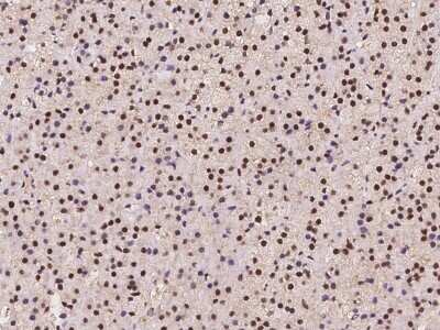 Immunohistochemistry-Paraffin: TIF1 gamma Antibody [NBP2-98000] - Immunochemical staining of human TIF1 gamma in human adrenal gland with rabbit polyclonal antibody at 1:2000 dilution, formalin-fixed paraffin embedded sections.