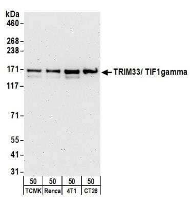 Western Blot: TIF1 gamma Antibody [NB100-57498] - Detection of Mouse TRIM33/ TIF1gamma by Western Blot. Samples: Whole cell lysate (50 ug) from TCMK-1, Renca, 4T1, and CT26.WT cells. Antibodies: Affinity purified rabbit anti-TRIM33/ TIF1gamma antibody NB100-57498 used for WB at 0.1 ug/ml. Detection: Chemiluminescence with an exposure time of 3 minutes.