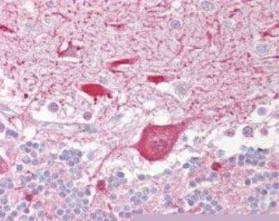 Immunohistochemistry-Paraffin: TIGAR/C12orf5 Antibody [NBP2-24507] - Analysis of human brain, cerebellum using this antibody at 10 ug/ml.