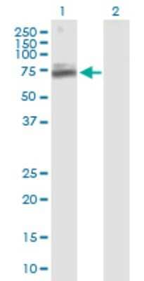 Western Blot: TIGD1 Antibody [H00200765-B01P] - Analysis of TIGD1 expression in transfected 293T cell line by TIGD1 polyclonal antibody.  Lane 1: TIGD1 transfected lysate(65.01 KDa). Lane 2: Non-transfected lysate.