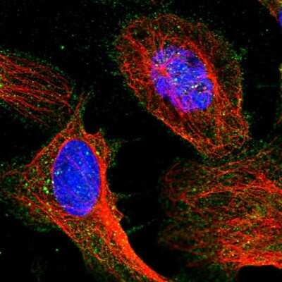 Immunocytochemistry/Immunofluorescence: TIGD7 Antibody [NBP1-80791] - Immunofluorescent staining of human cell line U-2 OS shows localization to plasma membrane.
