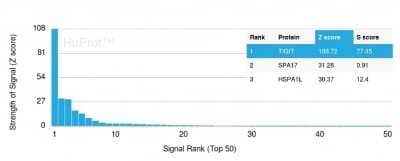 Protein Array: TIGIT Antibody (TIGIT/3106) [NBP2-79794] - Analysis of Protein Array containing more than 19,000 full-length human proteins using TIGIT Antibody (TIGIT/3106). Z- and S- Score: The Z-score represents the strength of a signal that a monoclonal antibody (Monoclonal Antibody) (in combination with a fluorescently-tagged anti-IgG secondary antibody) produces when binding to a particular protein on the HuProt(TM) array. Z-scores are described in units of standard deviations (SD's) above the mean value of all signals generated on that array. If targets on HuProt(TM) are arranged in descending order of the Z-score, the S-score is the difference (also in units of SD's) between the Z-score. S-score therefore represents the relative target specificity of a Monoclonal Antibody to its intended target. A Monoclonal Antibody is considered to specific to its intended target, if the Monoclonal Antibody has an S-score of at least 2.5