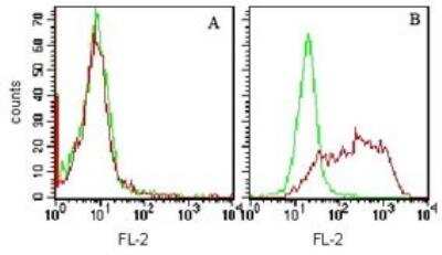 Flow Cytometry: TIM-3 Antibody (F38-2E2) - Azide Free [NBP2-27221] - TIM-3 Antibody (F38-2E2) [Azide Free] [NBP2-27221] - Cell surface staining of unstimulated (A) and Con A stimulated (B) human PBMCs with 0.6 ug of purified human TIM-3 antibody (Red) and mouse IgG1 isotype control (Green)and PE-conjugated secondary antibody this antibody was used for this test (cells were not fixed for testing).