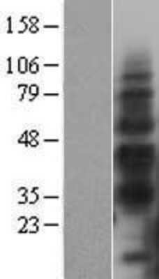 Western Blot TIM-3 Overexpression Lysate