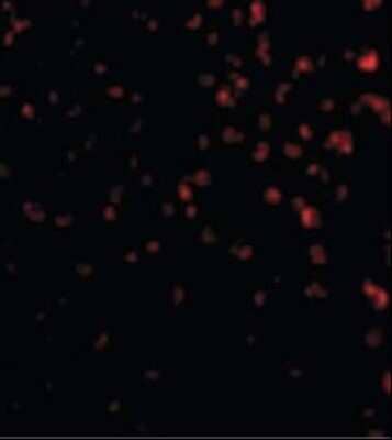 Immunocytochemistry/Immunofluorescence: TIM-4 Antibody - BSA Free [NB100-80837] - Jurkat cells with TIM-4 antibody at 20 ug/ml.