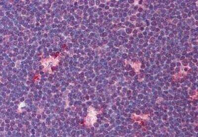 Immunohistochemistry-Paraffin: TIM-4 Antibody [NBP1-03238] - Staining of human thymus. Immunohistochemistry of formalin-fixed, paraffin-embedded tissue after heat-induced antigen retrieval. Antibody concentration 5 ug/ml.