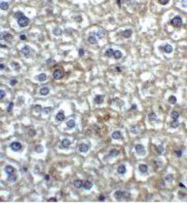 Immunohistochemistry-Paraffin: TIM-4 Antibody [NBP1-76702] - Mouse liver tissue with TIM-4 antibody at 2 ug/ml.