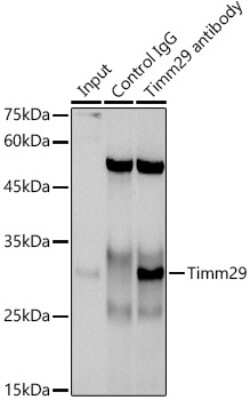 Immunoprecipitation TIMM29 Antibody - Azide and BSA Free
