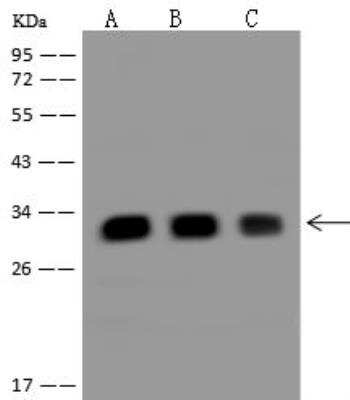 Western Blot TIMM29 Antibody - BSA Free