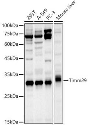Western Blot TIMM29 Antibody - Azide and BSA Free