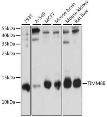 Western Blot: TIMM8B Antibody [NBP2-94190] - Analysis of extracts of various cell lines, using TIMM8B at 1:1000 dilution. Secondary antibody: HRP Goat Anti-Rabbit IgG (H+L) at 1:10000 dilution. Lysates/proteins: 25ug per lane. Blocking buffer: 3% nonfat dry milk in TBST. Detection: ECL Basic Kit . Exposure time: 90s.