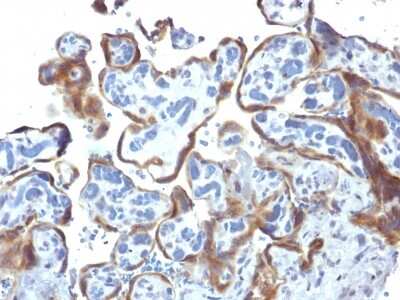 Immunohistochemistry-Paraffin: TIMP-2 Antibody (3A4) [NBP2-54555] - Formalin-fixed, paraffin-embedded human Placenta stained with TIMP2 Monoclonal Antibody (3A4).