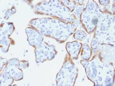 Immunohistochemistry-Paraffin: TIMP-2 Antibody (SPM356) - Azide and BSA Free [NBP2-54554] - Formalin-fixed, paraffin-embedded human Placenta stained with TIMP2 Monoclonal Antibody (SPM356).