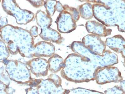 Immunohistochemistry-Paraffin: TIMP-2 Antibody (TIMP2/2044) [NBP3-08714] - Formalin-fixed, paraffin-embedded human Placenta stained with TIMP-2 Mouse Monoclonal Antibody (TIMP-2/2044).