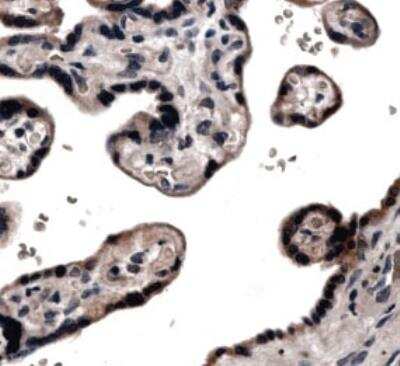 Immunohistochemistry: TIMP-4 Antibody (MM0037-9F3) [NB110-61003] - Formalin fixed and paraffin embedded normal human placenta  tissue using NB110-61003